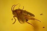 Fossil Beetle (Coleoptera) & Two Flies (Diptera) In Baltic Amber #128318-4